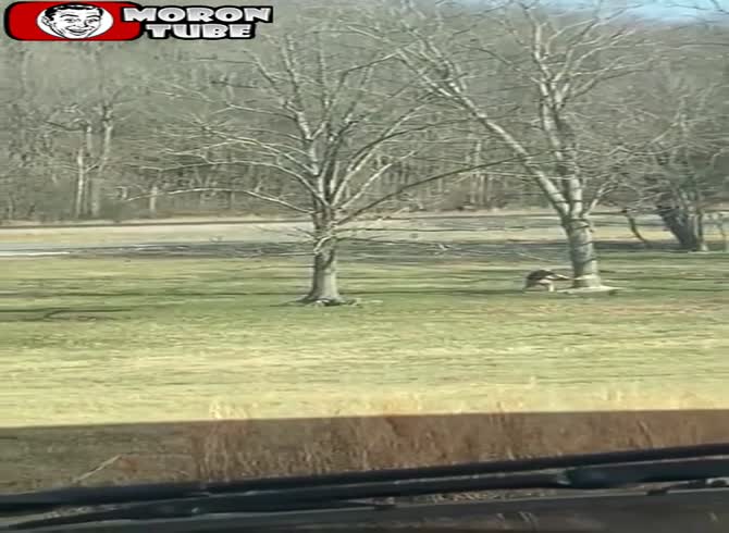 Video :How not to cut down a tree